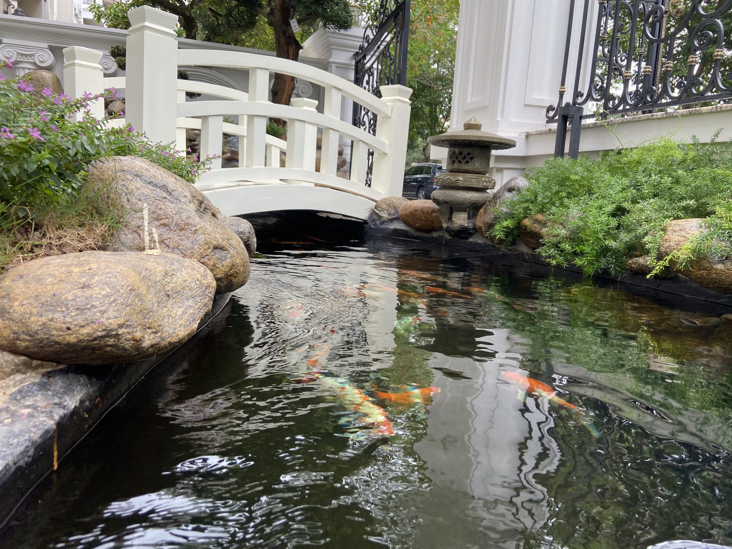 thi công hồ cá koi