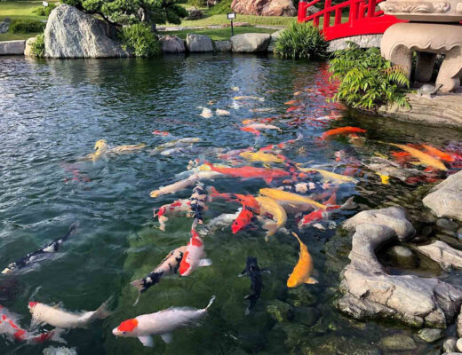 nước nuôi cá koi