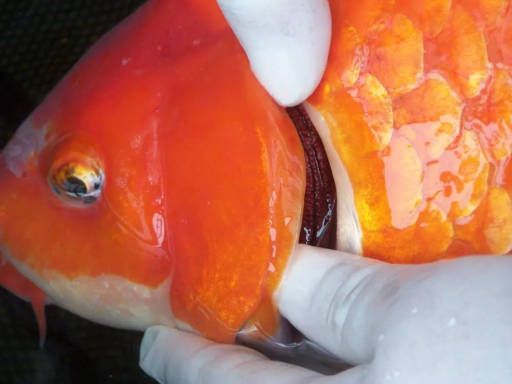 bệnh phổ biến của cá koi