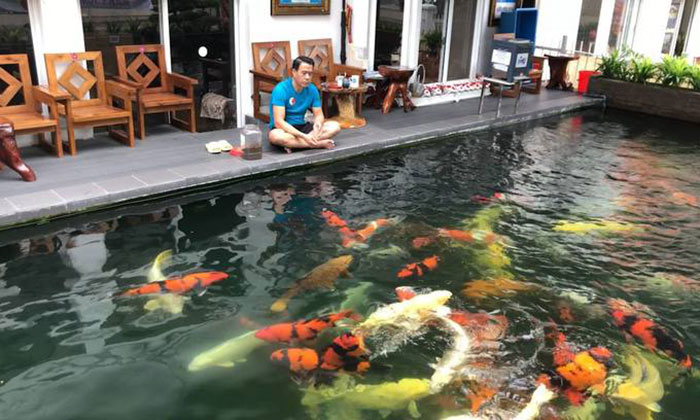 lợi ích khi nuôi cá koi